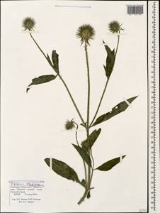 Dipsacus strigosus Willd., Caucasus, Stavropol Krai, Karachay-Cherkessia & Kabardino-Balkaria (K1b) (Russia)