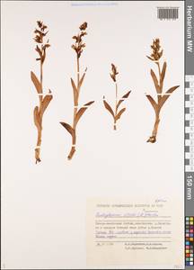 Dactylorhiza viridis (L.) R.M.Bateman, Pridgeon & M.W.Chase, Siberia, Yakutia (S5) (Russia)