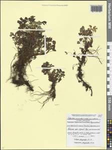 Sibbaldia parviflora Willd., Caucasus, Stavropol Krai, Karachay-Cherkessia & Kabardino-Balkaria (K1b) (Russia)