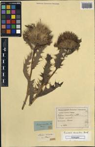 Cirsium pugnax Sommier & Levier, Unclassified