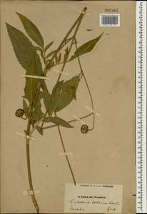 Cephalaria gigantea (Ledeb.) Bobrov, South Asia, South Asia (Asia outside ex-Soviet states and Mongolia) (ASIA) (Iran)