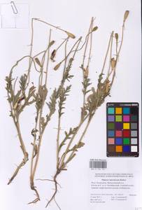 Papaver laevigatum M.Bieb., Eastern Europe, Lower Volga region (E9) (Russia)