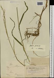 Glyceria fluitans (L.) R.Br., Eastern Europe, Moscow region (E4a) (Russia)