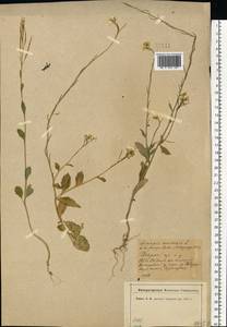 Rhamphospermum arvense (L.) Andrz. ex Besser, Eastern Europe, North-Western region (E2) (Russia)