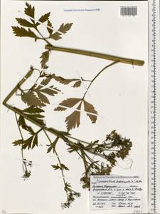 Pleurospermum austriacum (L.) Hoffm., Eastern Europe, Belarus (E3a) (Belarus)