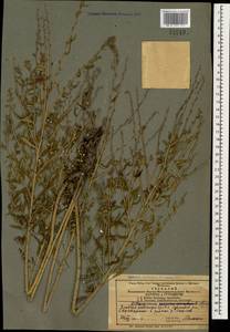 Lithospermum officinale L., Caucasus, Azerbaijan (K6) (Azerbaijan)