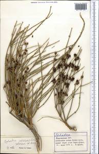 Ephedra intermedia Schrenk & C.A.Mey., Middle Asia, Northern & Central Tian Shan (M4) (Kyrgyzstan)