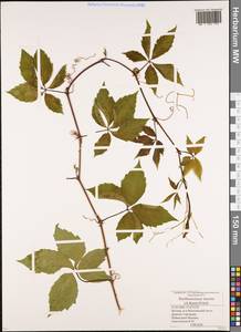 Parthenocissus inserta (A. Kern.) Fritsch, Eastern Europe, Moscow region (E4a) (Russia)