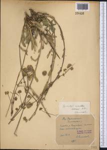 Gypsophila cephalotes (Schrenk) F.N. Williams, Middle Asia, Western Tian Shan & Karatau (M3) (Kazakhstan)