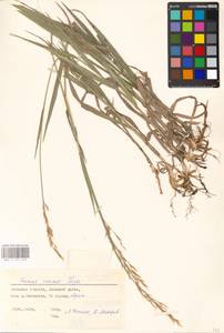 Bromus inermis Leyss., Eastern Europe, South Ukrainian region (E12) (Ukraine)