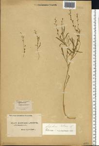 Lepidium sativum L., Eastern Europe, Northern region (E1) (Russia)