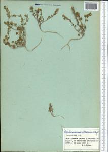 Eutrema altaicum (C.A. Mey.) Al-Shehbaz & S.I. Warwick, Middle Asia, Northern & Central Tian Shan (M4) (Kyrgyzstan)