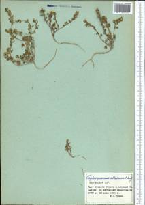 Eutrema altaicum (C. A. Mey.) Al-Shehbaz & Warwick, Middle Asia, Northern & Central Tian Shan (M4) (Kyrgyzstan)