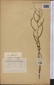 Chamaecrista flexuosa (L.)Greene, America (AMER) (Guyana)