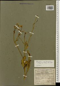 Brassica elongata subsp. integrifolia (Boiss.) Breistr., Caucasus, Dagestan (K2) (Russia)