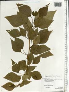 Populus tremuloides Michx., Eastern Europe, Central region (E4) (Russia)