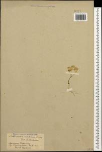 Aethionema arabicum (L.) Andrz. ex O.E. Schulz, Caucasus, Armenia (K5) (Armenia)