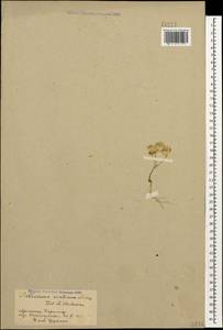 Aethionema arabicum (L.) Andrz. ex DC., Caucasus, Armenia (K5) (Armenia)