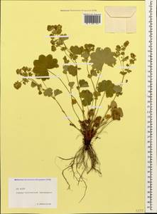 Alchemilla, Caucasus, North Ossetia, Ingushetia & Chechnya (K1c) (Russia)