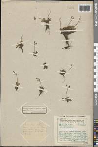 Micranthes stellaris subsp. stellaris, Eastern Europe, Northern region (E1) (Russia)