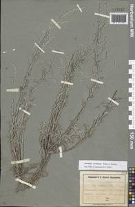 Artemisia lercheana Weber ex Stechm., Eastern Europe, South Ukrainian region (E12) (Ukraine)