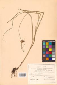 Bolboschoenus planiculmis (F.Schmidt) T.V.Egorova, Siberia, Russian Far East (S6) (Russia)