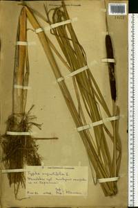 Typha angustifolia L., Eastern Europe, Central forest-and-steppe region (E6) (Russia)