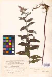 MHA 0 158 370, Mentha longifolia (L.) L., Eastern Europe, West Ukrainian region (E13) (Ukraine)