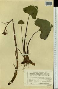 Petasites radiatus (J. F. Gmel.) J. Toman, Siberia, Central Siberia (S3) (Russia)