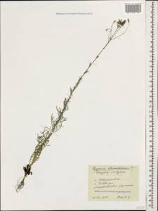 Crupina vulgaris (Pers.) Cass., Caucasus, Black Sea Shore (from Novorossiysk to Adler) (K3) (Russia)