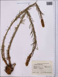 Rhodiola semenovii (Regel & Herder) Boriss., Middle Asia, Pamir & Pamiro-Alai (M2) (Kyrgyzstan)