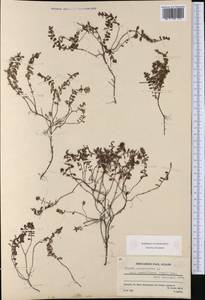 Thymus pulegioides subsp. montanus (Trevir.) Ronniger, Western Europe (EUR) (France)