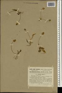 Plantago lagopus L., South Asia, South Asia (Asia outside ex-Soviet states and Mongolia) (ASIA) (Israel)