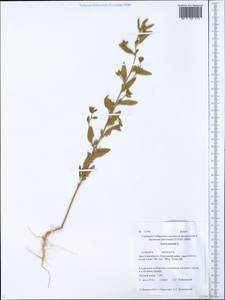 Axyris hybrida L., Siberia, Baikal & Transbaikal region (S4) (Russia)