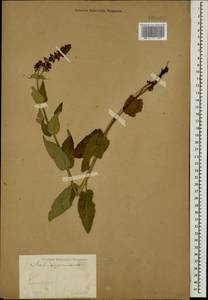 Salvia nemorosa L., Caucasus, Stavropol Krai, Karachay-Cherkessia & Kabardino-Balkaria (K1b) (Russia)