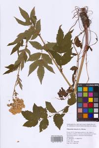 Filipendula ulmaria (L.) Maxim., Eastern Europe, Northern region (E1) (Russia)