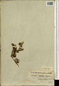 Macledium spinosum (L.) S.Ortiz, Africa (AFR) (South Africa)