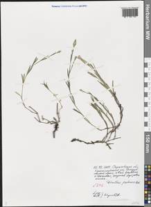 Dianthus pratensis M. Bieb., Eastern Europe, Lower Volga region (E9) (Russia)