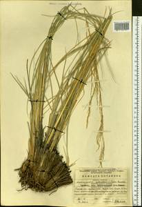 Neotrinia splendens (Trin.) M.Nobis, P.D.Gudkova & A.Nowak, Siberia, Baikal & Transbaikal region (S4) (Russia)