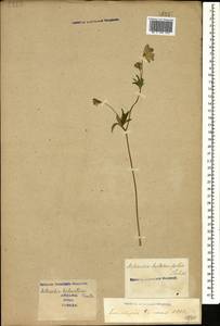 Astrantia major subsp. biebersteinii (Fisch. & C. A. Mey.) I. Grint., Caucasus, Stavropol Krai, Karachay-Cherkessia & Kabardino-Balkaria (K1b) (Russia)