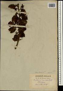 Paulownia tomentosa (Thunb.) Steud., South Asia, South Asia (Asia outside ex-Soviet states and Mongolia) (ASIA) (Japan)