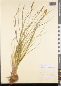 Carex elongata L., Eastern Europe, Moscow region (E4a) (Russia)