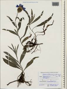 Centaurea fuscomarginata (K. Koch) Juz., Crimea (KRYM) (Russia)