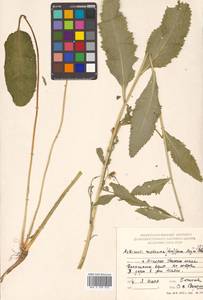 Armoracia rusticana G. Gaertn., B. Mey. & Scherb., Siberia, Russian Far East (S6) (Russia)