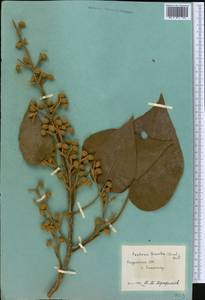 Paulownia tomentosa (Thunb.) Steud., Middle Asia, Pamir & Pamiro-Alai (M2) (Tajikistan)