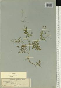 Anthriscus cerefolium (L.) Hoffm., Eastern Europe, Lower Volga region (E9) (Russia)