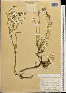 Aethionema virgatum (Boiss.) Hedge, Caucasus, Armenia (K5) (Armenia)