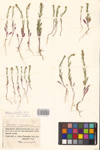 Lepidium densiflorum Schrad., Eastern Europe, Eastern region (E10) (Russia)