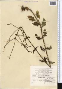 Verbena officinalis L., Middle Asia, Kopet Dag, Badkhyz, Small & Great Balkhan (M1) (Turkmenistan)