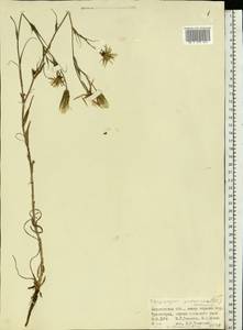 Tragopogon podolicus Besser ex DC., Eastern Europe, North Ukrainian region (E11) (Ukraine)